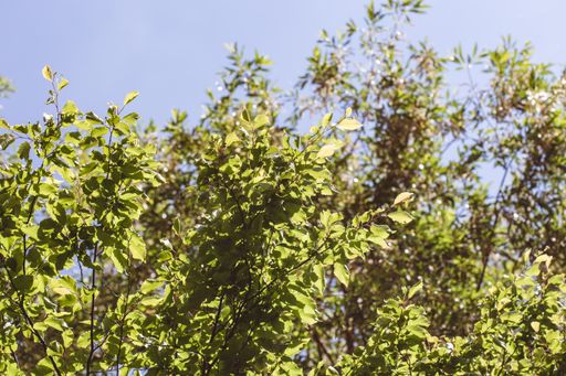 A low angle shot of the beautiful green trees with the blue sky in the background