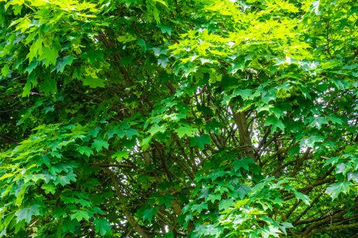A closeup shot of the green leaves on a beautiful tree captured on a sunny day