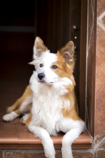 A cute brown and white welsh sheepdog sitting on a doorway
