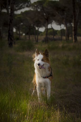 A cute brown and white welsh sheepdog in a forest
