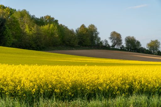 A rape field or Rapeseed Brassica napus in the daytime.