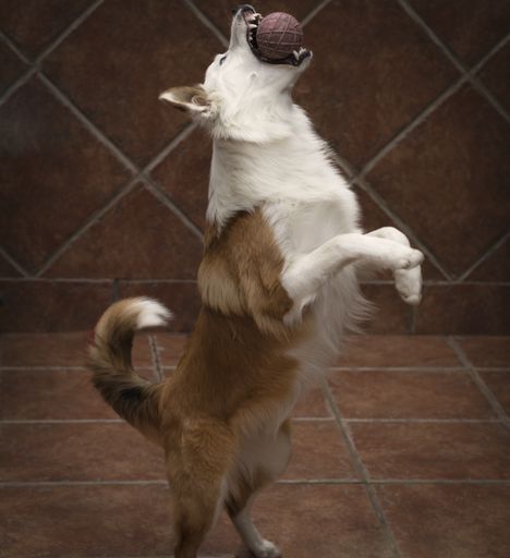 A cute welsh sheepdog jumping and catching a ball in a room