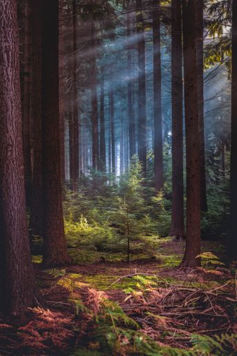 A vertical shot of sun rays shining through trees in a forest