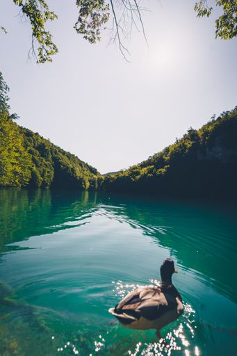 A vertical shot of a duck swimming in the lake. Plitvice, Croatia