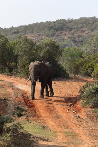 A vertical shot of the female African elephant walking on a dirt gravel road.