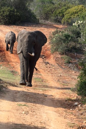 A vertical shot of the female African elephant walking along the path with her young following.