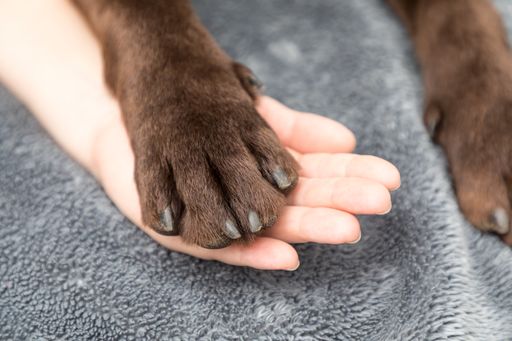 A closeup shot of the Labrador dog's paw and the hand of its owner showing love and friendship