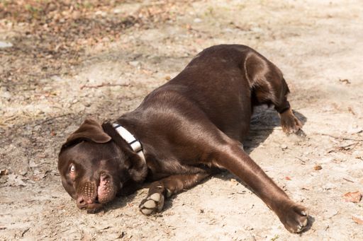 A closeup shot of the Labrador retriever dog lying on the ground of the forest