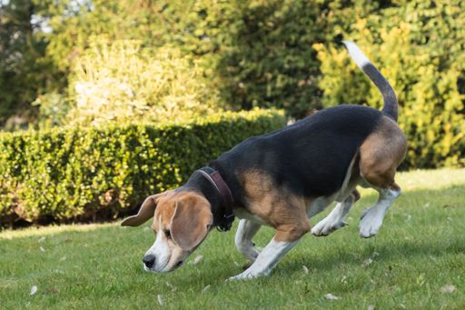 A closeup shot of the Beagle dog playing on the grass in the park