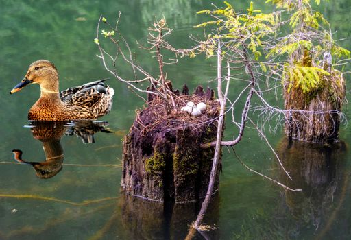 a wild duck on the water near the nest. In Red lake Romania