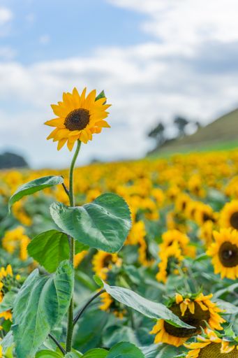 A vertical shot of a sunflower in a field
