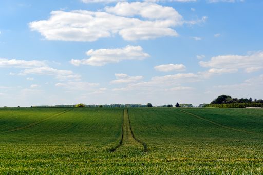 A green valley in the countryside on a sunny summer day