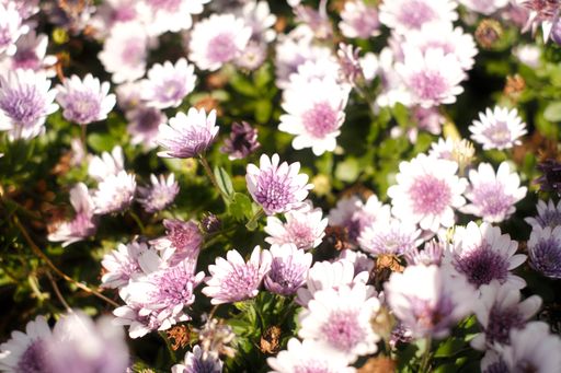 A closeup shot of blooming purple white african daisies