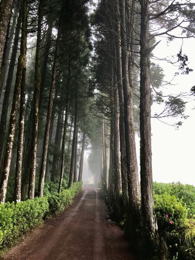 A vertical shot of the alley with trees on both sides in a foggy weather