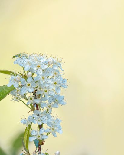 The flower of the Pin Cherry tree, Prunus Pensylvanica.