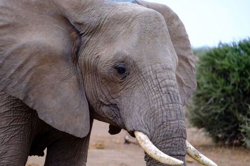 A closeup shot of the face of an elephant