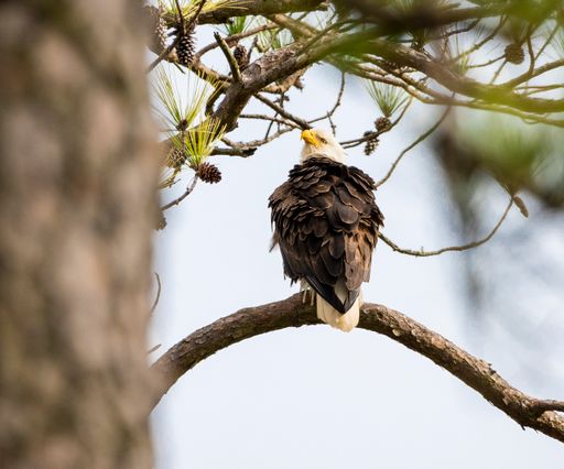 A view from behind of the bald eagle perched on the old tree branch in the forest