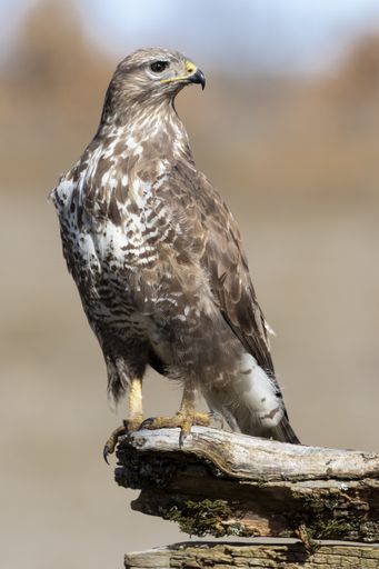 A vertical selective focus shot of a magnificent hawk looking for prey on the trunk of a tree