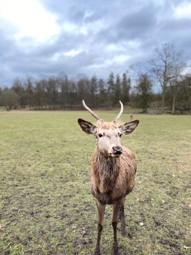 A vertical shot of a deer with horns during a cloudy day