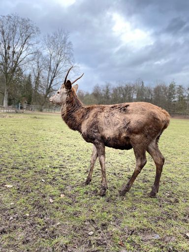 A vertical shot of a deer with horns during a cloudy day