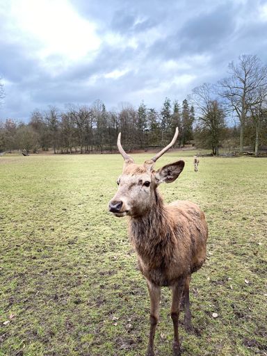 A vertical shot of a deer with horns during a cloudy day