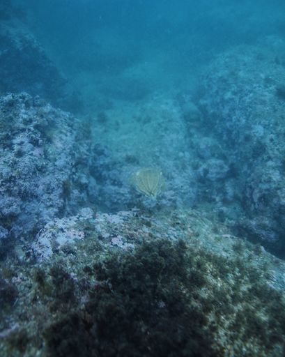 A vertical high angle shot of the beautiful corals and rocks at the bottom of the ocean
