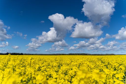 A beautiful yellow field with canola flowers under the cloudy sky