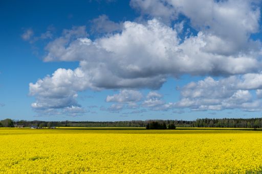 A beautiful yellow field with canola flowers under the cloudy sky