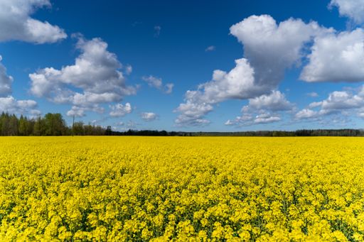 A beautiful yellow field with canola flowers under the cloudy sky
