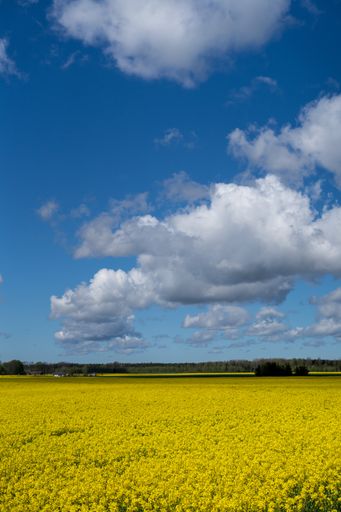 A vertical shot of beautiful yellow field with canola flowers under the cloudy sky