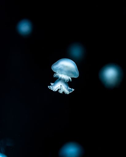 A selective focus shot of a jellyfish underwater