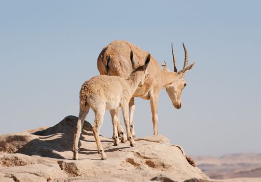 Ibex in the Negev desert in Mitzpe Ramon on the rim of the crater Machtesh Ramon, wildlife in Israel, Ein G