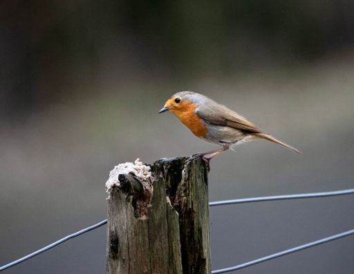 A close-up shot of a small Robin sitting on the branch with blurred background