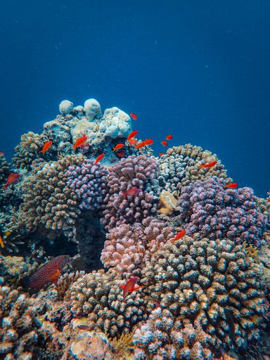 A vertical shot of exotic colorful reefs and red fish swimming underwater