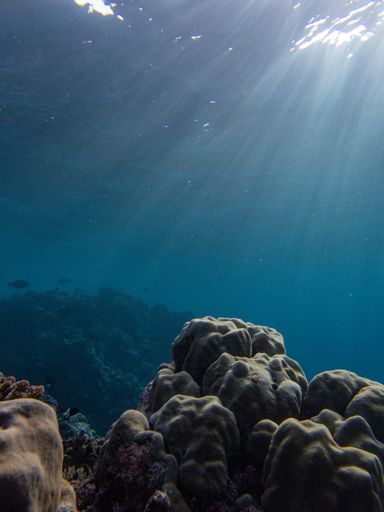 A vertical shot of an underwater scenery of reefs and sunrays