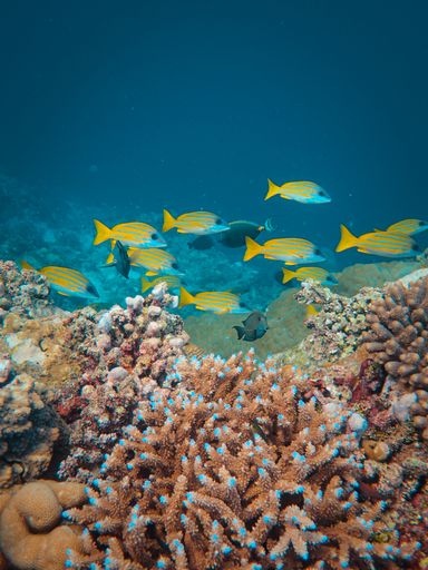 A vertical shot of Common bluestripe snapper fish (Lutjanus kasmira) swimming over corals