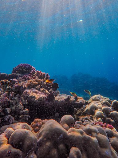 A vertical shot of the extraordinary reefs underwater and the sun rays coming from outside