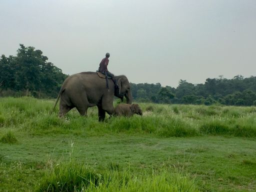The man riding the elephant with its calf walking by. Nepal.