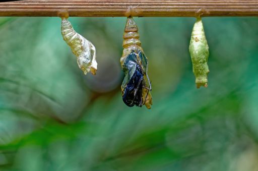 A closeup shot of the transformation from caterpillar to butterfly on a blurred background
