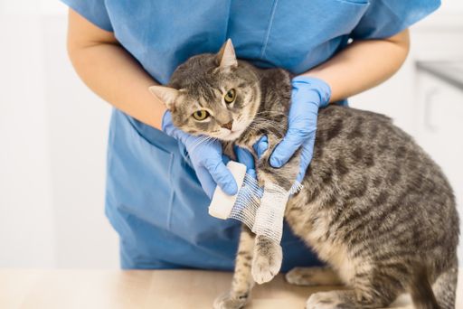 A veterinarian doctor bandaging the injured leg of a grey cat
