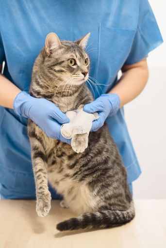 A veterinarian doctor bandaging the injured leg of a grey cat
