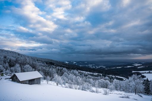 A winter forest with snow in the Bavarian Forest. Harsh winter