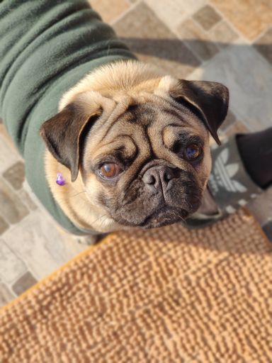 A vertical close-up shot of a cute pug, wearing a green dog coat, looking at the camera
