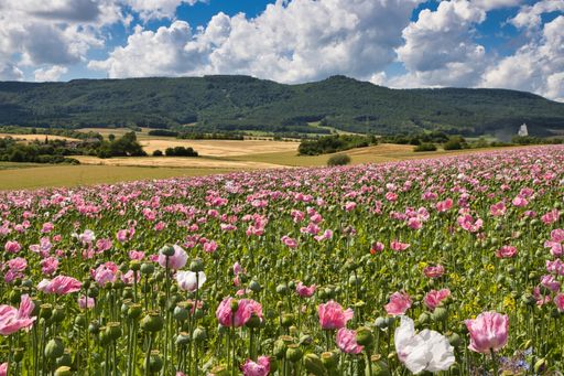 A scenic view of a flowerbed with blooming white and pink flowers