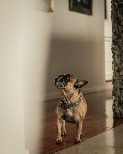 A vertical shot of a cute old french bulldog looking up in the house