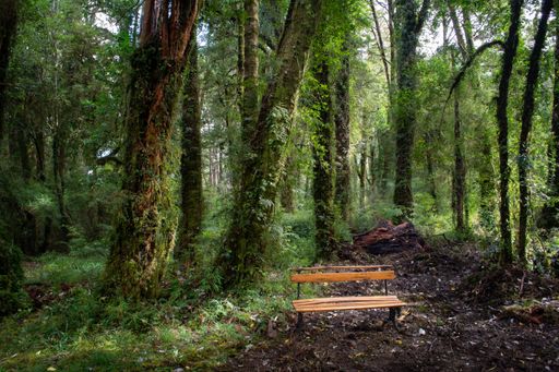 A beautiful picture of a wooden bench surrounded by foliage trees in the forest