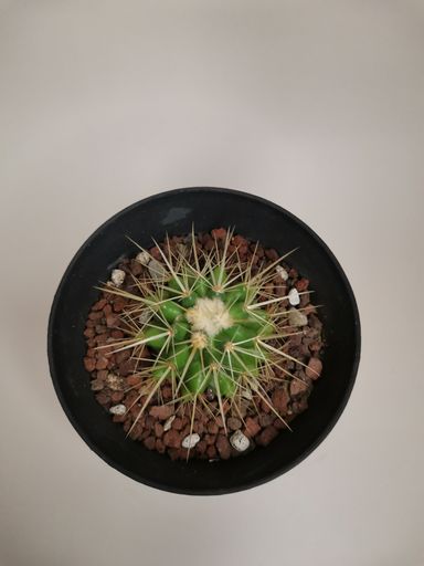 A top view shot of a cactus in a black pot