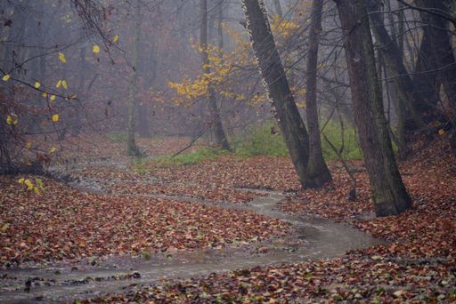 A winding road in an autumn park on a foggy day