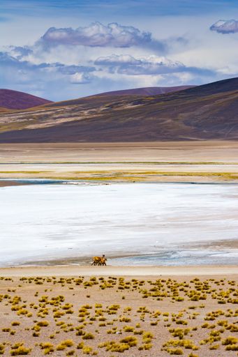 A vertical shot of camels grazing on the shores of the Tuyajto lagoon in South American