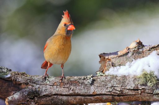 A closeup shot of a northern cardinal bird standing on a tree branch with a blurry background